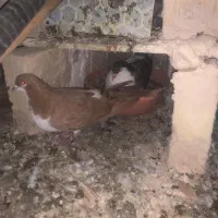 دوجفت کبوتر ساده