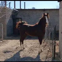اسب عرب ایرانی