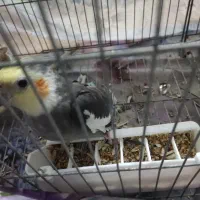 فروش سه عدد عروس هلندی|پرنده|رشت, دخانیات|دیوار