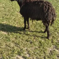 قوچ قره افشار وقزل افشار