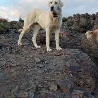 سگ ماده گله ای