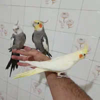 عروس هلندی فول دستی