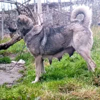 سگ پژدر ماده عراقی