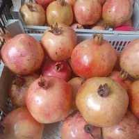 فروش نهال|خدمات باغبانی و درختکاری|گرگان, |دیوار