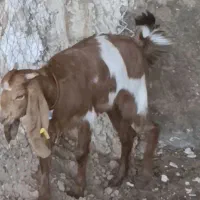 یک راس بزغاله ماده خوشکل گوش بلند قیمت مناسب|حیوانات مزرعه|کاشمر, |دیوار