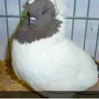 قرعه کشی انواعه پرنده