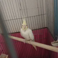 عروس هلندی ماده