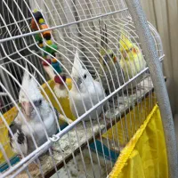 عروس هلندی بالغ دستی سخنگو|پرنده|سلمان‌شهر, |دیوار