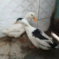 اردک‌نر‌|حیوانات مزرعه|محمدشهر, محمدشهر|دیوار