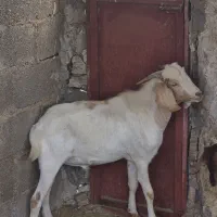 کهره نر|حیوانات مزرعه|بندر دیر, |دیوار