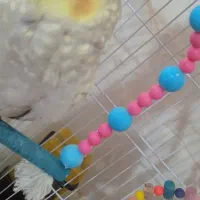 پرنده|پرنده|مشهد, شهید رضوی|دیوار