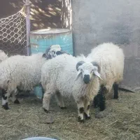 برره فروشی|حیوانات مزرعه|بم, |دیوار