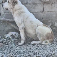 گمشده|حیوانات|بهارستان, |دیوار