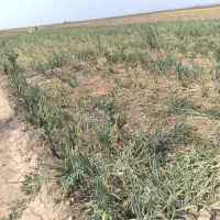 فروش ۴حبه زمین کشاورزی|فروش دفتر صنعتی، کشاورزی، تجاری|نگار, |دیوار