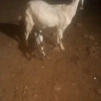 یک عدد بز زاییده دو قلو