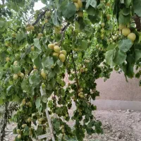 راهنمایی در مورد مشاغل خانگی