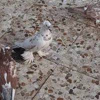 کبوتر پاپر کاکلی|پرنده|خمینی‌شهر, |دیوار