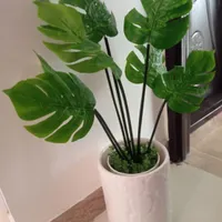 درختچه برگ انجیری(ورق‌بزنید)