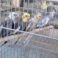 عروس هلندی|پرنده|تهران, خانی آباد نو شمالی|دیوار