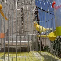 قناری نر|پرنده|بابا حیدر, |دیوار