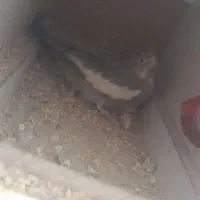 عروس هلندی ماده تخم گزار