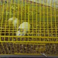 دو عدد همستر بازیگوش