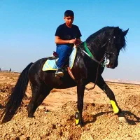 نریان عرب و مادیان دره شور|اسب و تجهیزات اسب‌سواری|ورامین, ورامین|دیوار