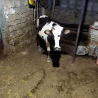 گاومحلی|حیوانات مزرعه|جوانرود, |دیوار