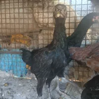 جوجه لاری تاج مهر یه تیغ مشکی