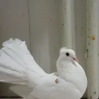 کبوتر دم چتری پاپر