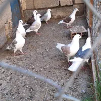 ۸عدد دوکت آلمانی