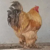 مرغ و خروس