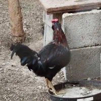 خروس گلین محلی اصل