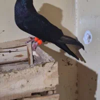 صرب|پرنده|هندیجان, |دیوار