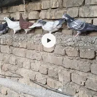کبوتر|پرنده|خوانسار, |دیوار