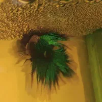 ماهی فایتر پلاکت جفت|ماهی|قرچک, شهرک الحدید|دیوار