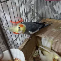 عروس هلندی مولد نر وماده