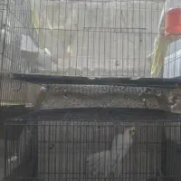 پرنده برافروش