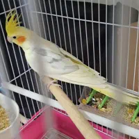 نر دوکت پروانه مست مست سخنگو|پرنده|دورود, |دیوار