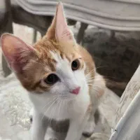 واگذاری گربه DSH سفید نارنجی
