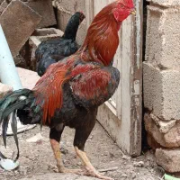 خروس لاری