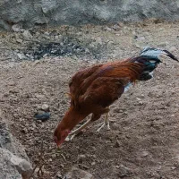 خروس لاری|حیوانات مزرعه|پاوه, |دیوار