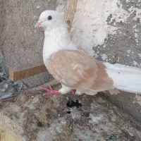 پشتی و سوسکی قهوه ای پرشی