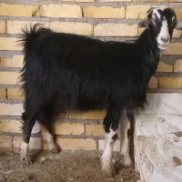 بزغاله چپیش آبستن سنگین