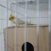 عروس هلندی|پرنده|شریف‌آباد, |دیوار