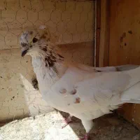 کبوتر شمرونی پرشی