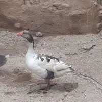 غاز