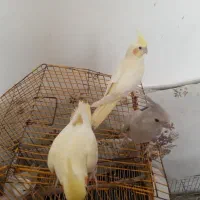 عروس هلندی دستی