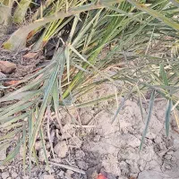 فروش پاجوش (دمیت) نخل مجول ، پیارم ، خنیزی