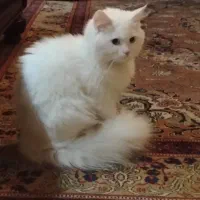 گربه پرشین|گربه|گرگان, |دیوار